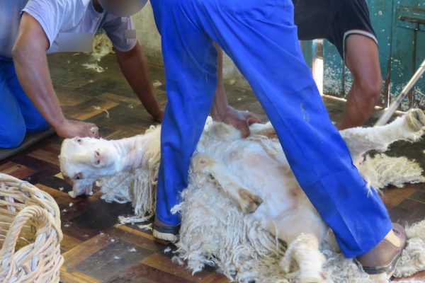 Tchibo streicht Mohair