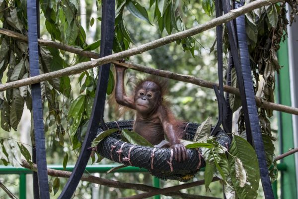 Borneo: Orang-Utan Waldschule eröffnet