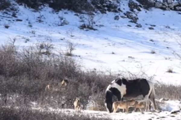 Caballo y lobos