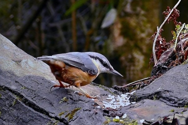 Nutrire gli uccelli in estate è più importante che in inverno