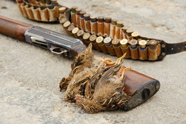 EU: More than 53 million wild birds killed
