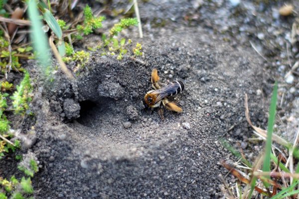 20. Mai ist erstmals Weltbienentag