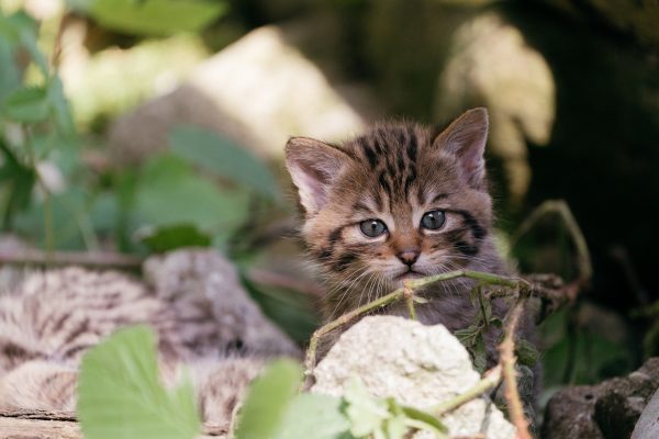 Familienglück bei den Wildkatzen