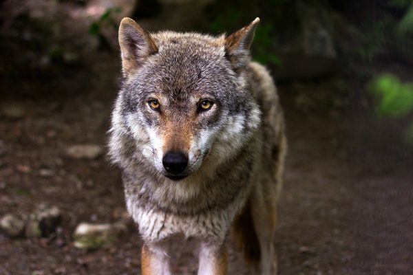 EU: Defeat for the anti-wolf mafia