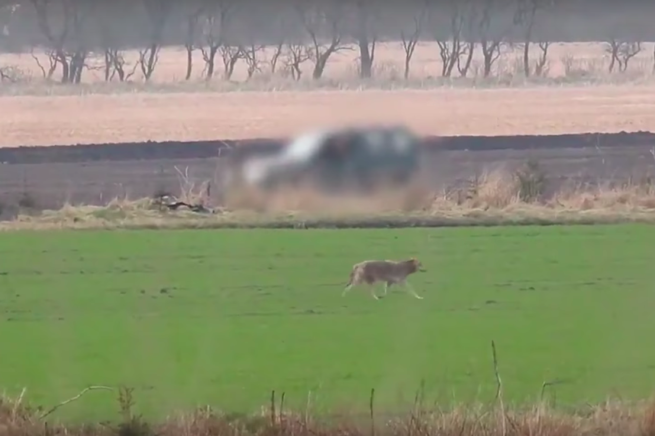 Dänemark: Hobby-Jäger erschiesst Pionier-Wölfin