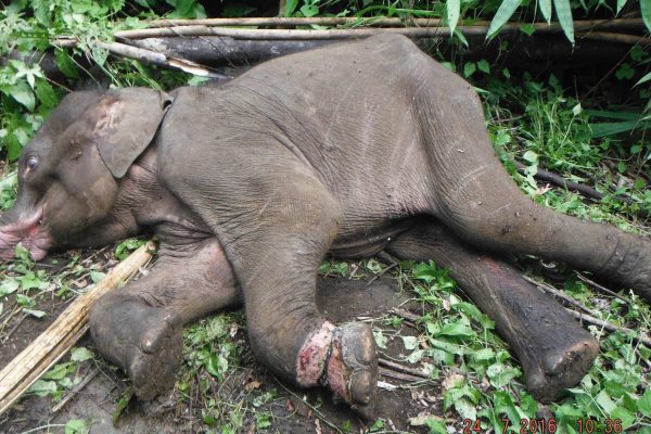 Asien: Hunderttausende Fallen töten Wildtiere