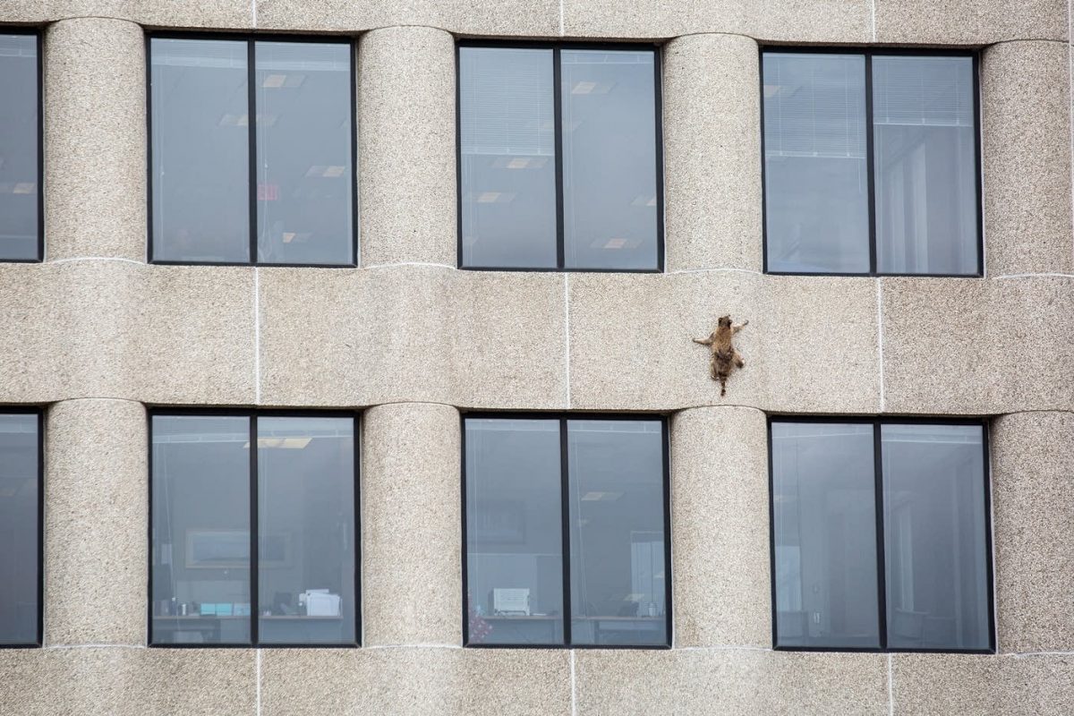 Hier klettert ein Waschbär ein UBS Hochhaus hinauf
