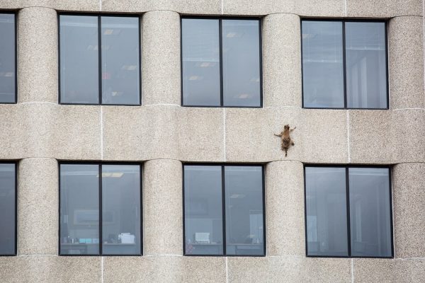 Her klatrer en vaskebjørn op ad en UBS-skyskraber