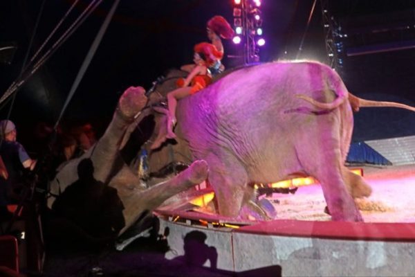 Elefant stürzt bei Circus Krone-Gastspiel in Osnabrück in Zuschauerbereich