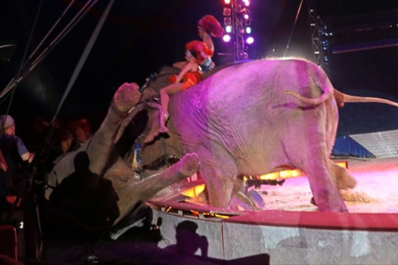 Elefant stürzt bei Circus Krone-Gastspiel in Osnabrück in Zuschauerbereich