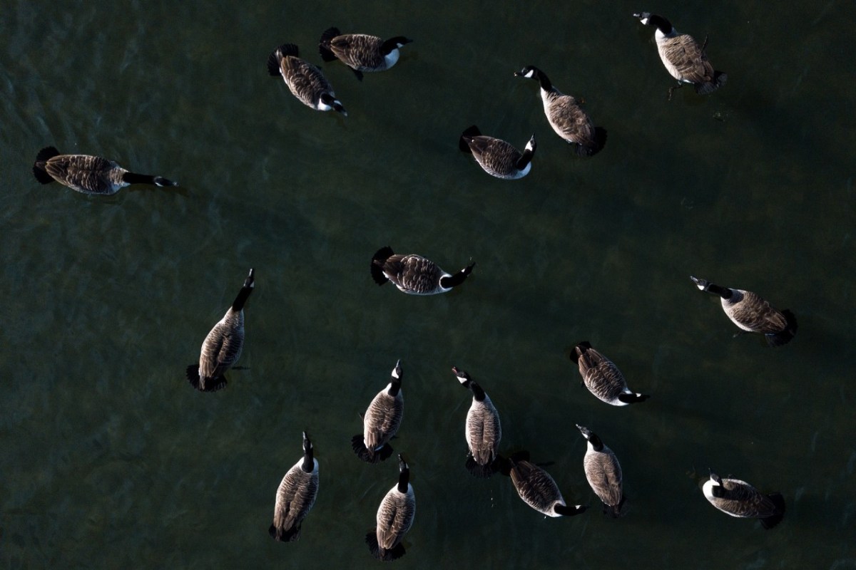 Drohne über Enten