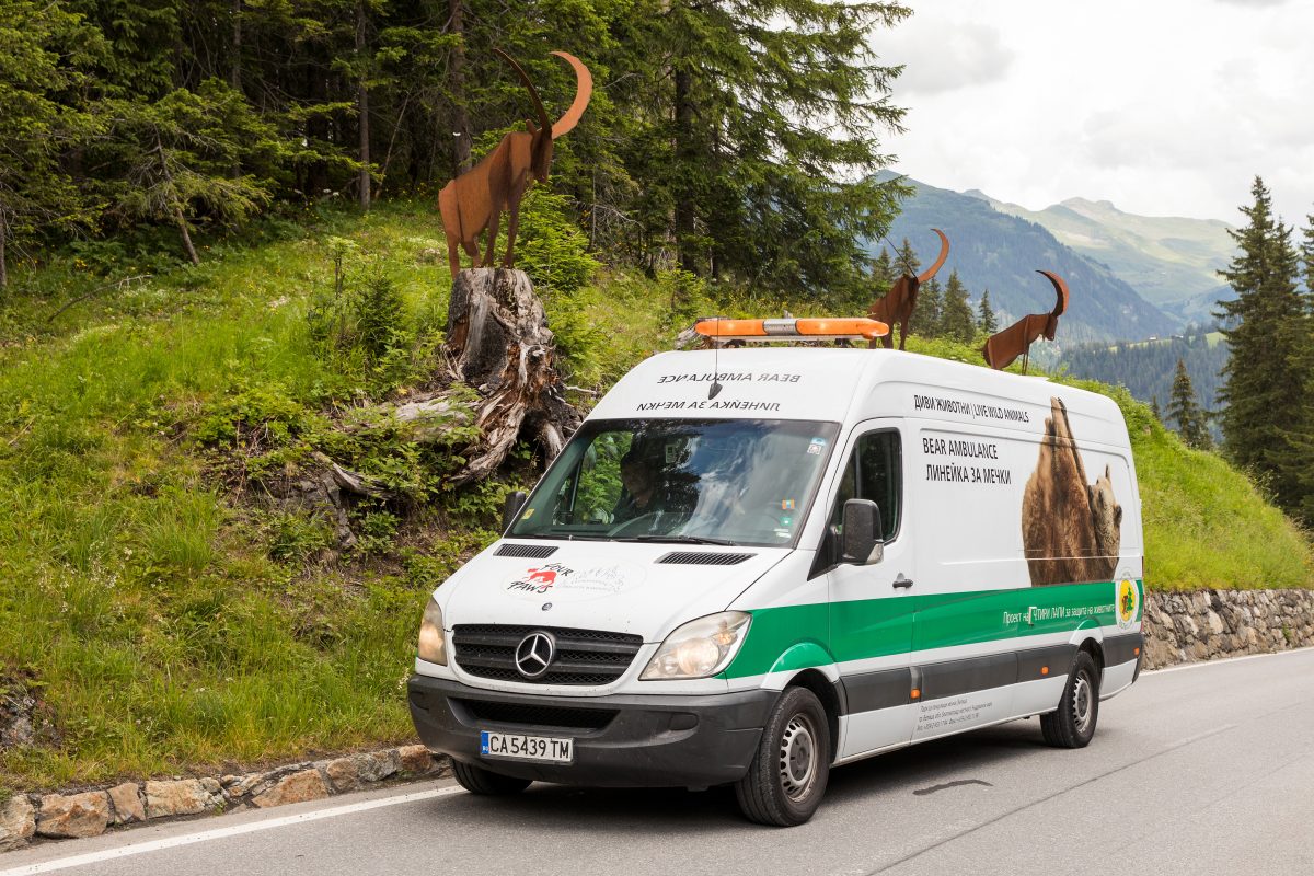 Das Arosa Bärenland hat seinen ersten Bären