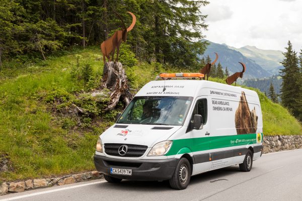 L'Arosa Bärenland accueille son premier ours