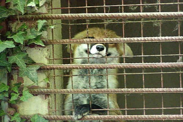 Les enclos à renards sont des chambres de torture pour les renards