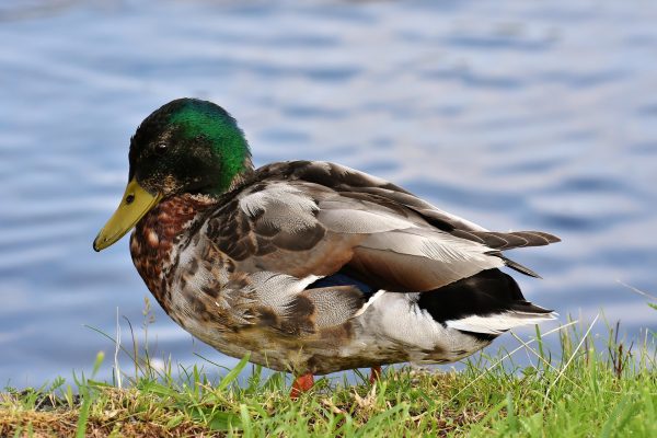 Perché le anatre maschi perdono le piume in piena estate