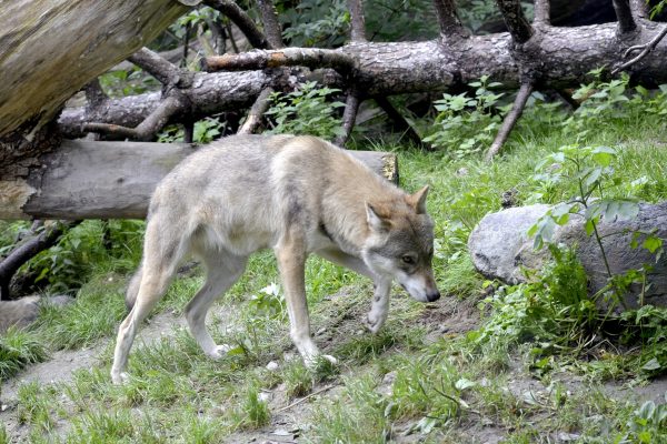 Un garde-faune abat un jeune loup malade