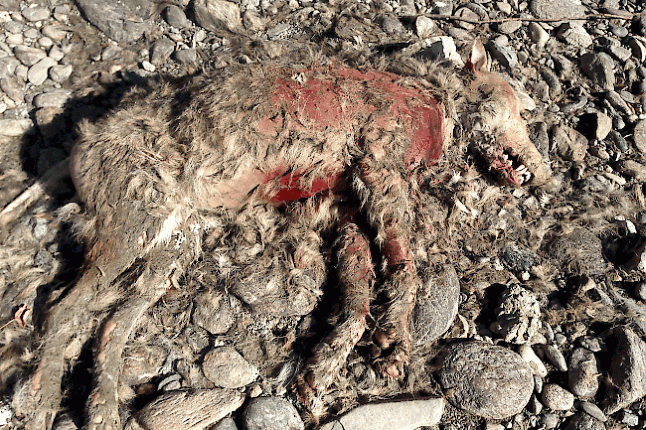 Deutscher Hobby-Jäger doch kein Wolfswilderer?