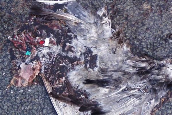 Trotz Tierquälerei: Brieftaubenwesen soll immaterielles Kulturerbe werden