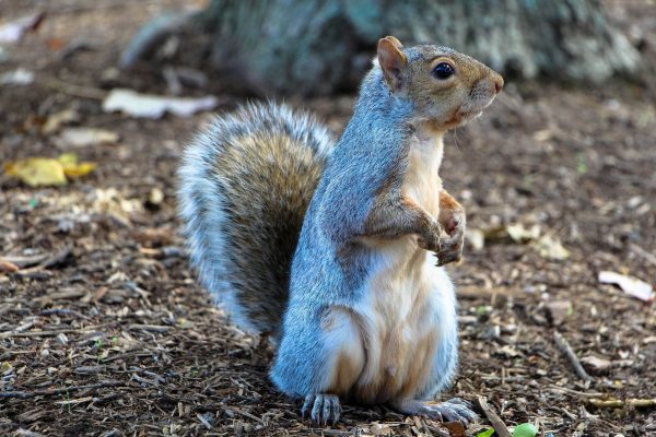 Gli animali selvatici aiutano a seminare e piantare
