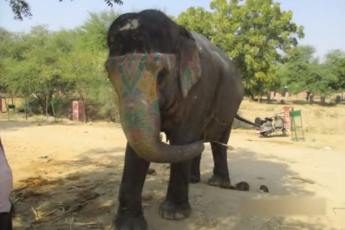 Elefant Amber Fort