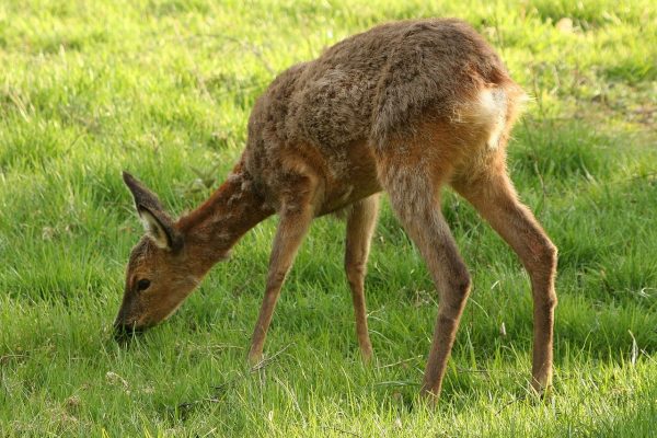 Jagdaufseher erschiesst laktierendes Reh im Weidenetz