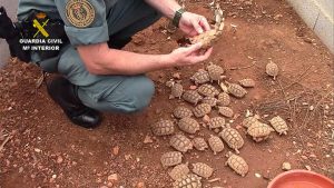 Illegaler Schildkrötenhandel auf Mallorca