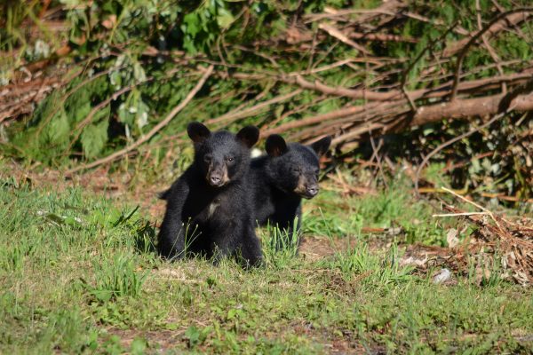 Alaska: Hobby-Jäger töten illegal vor laufender Kamera Schwarzbären