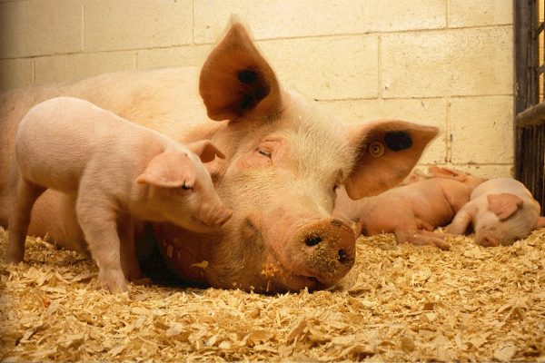 Schweine soll es besser gehen
