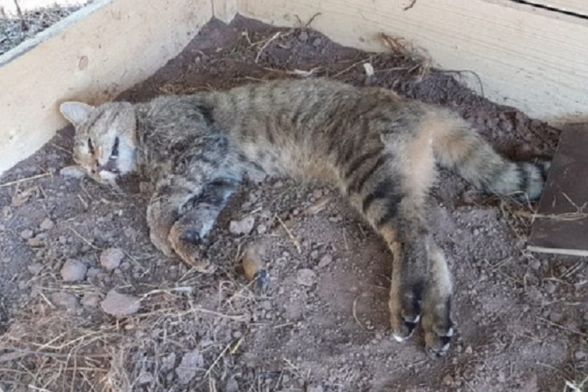 Wildkatze