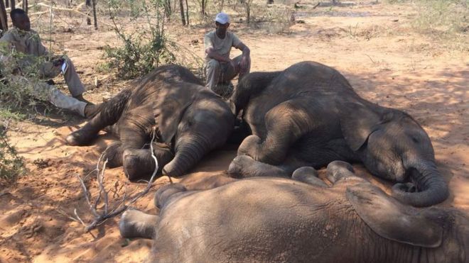 Botswana Elefanten Wilderei
