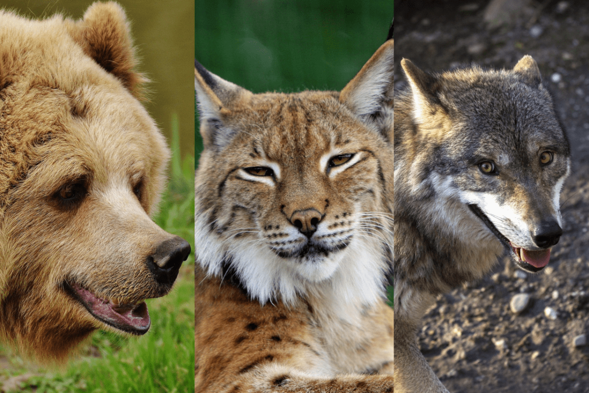 Bär Luchs Wolf