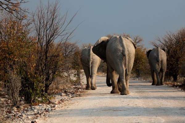 Botswana: Gegen 90 Elefanten bei Naturschutzgebiet gewildert