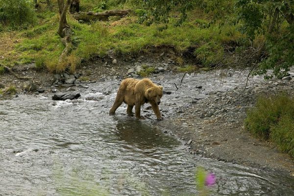 USA: Grizzlybären wieder unter Schutz