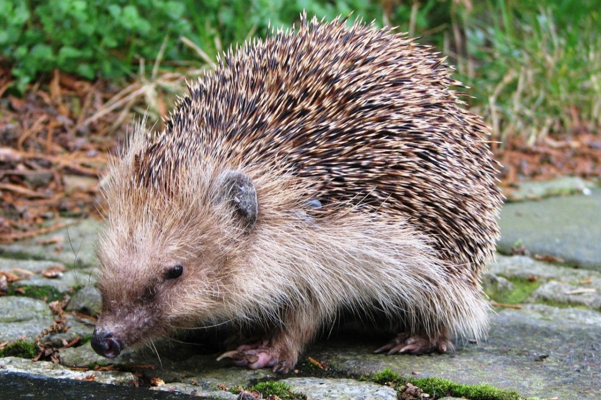 Igel