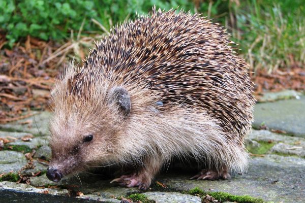 I piccoli di riccio conquistano ora il loro giardino