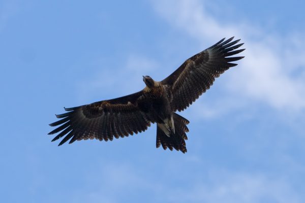 Australien: 14 Tage Gefängnis wegen Vergiftung von 406 Adler