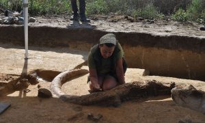 Mammoth Tusks
