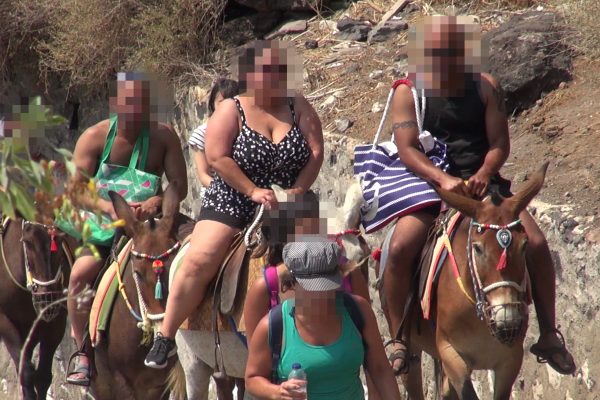 Esel und Maultiere auf Santorin als «Taxis» missbraucht
