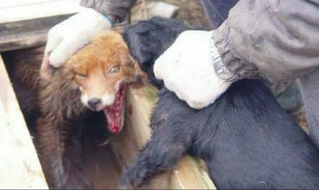 Schliefenanlage Ausbildung Baujagd