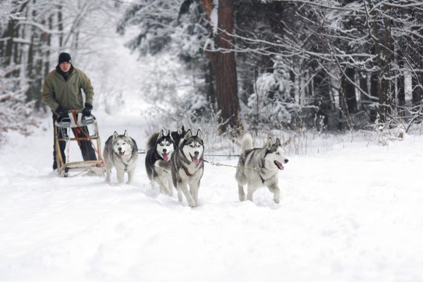 34 Schlittenhunde im Emmental beschlagnahmt