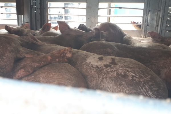 Géorgie : des cochons morts « éliminés » dans la mer