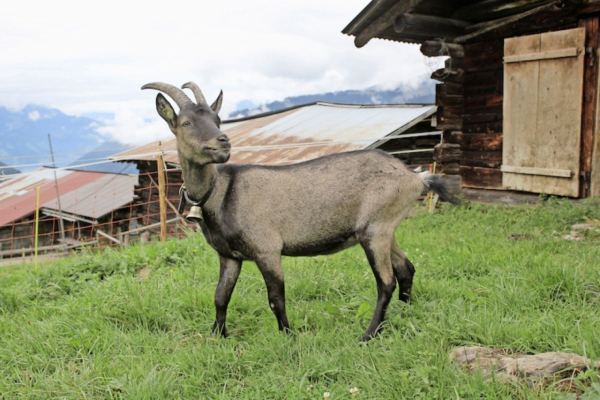 Steinbock Ziegen Hybride
