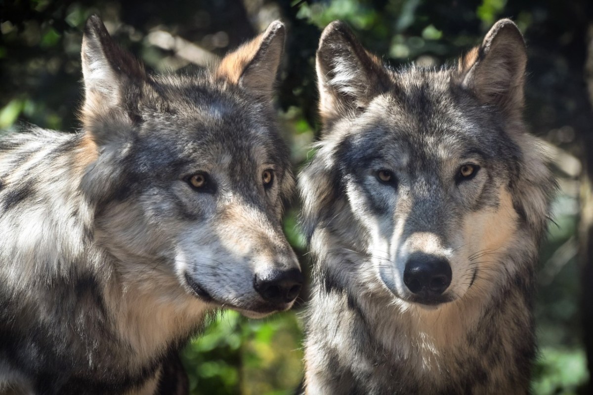 Wolf