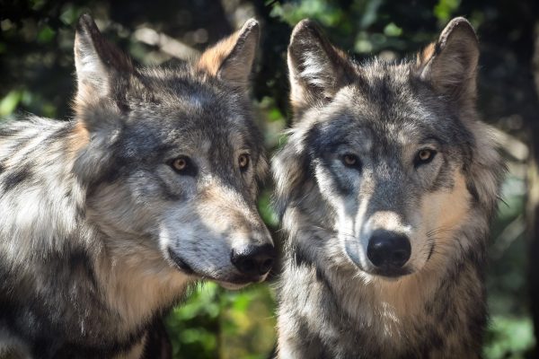 Abschuss von zwei Wölfen angeordnet