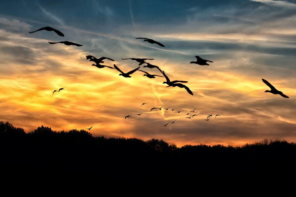 Klimawandel beeinflusst Verhalten der Zugvögel