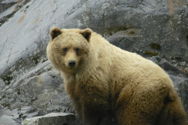 Alaska : un ours abattu écrase un chasseur de loisir