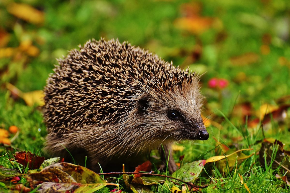 Igel