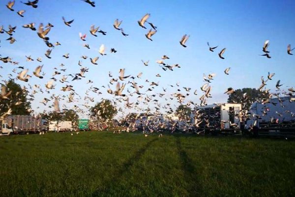Germany: association sent more than 5,000 pigeons to their deaths