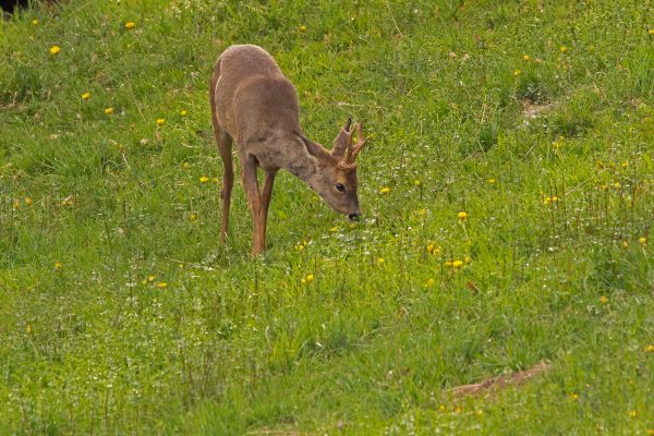 66% of roe deer deaths caused by hunting