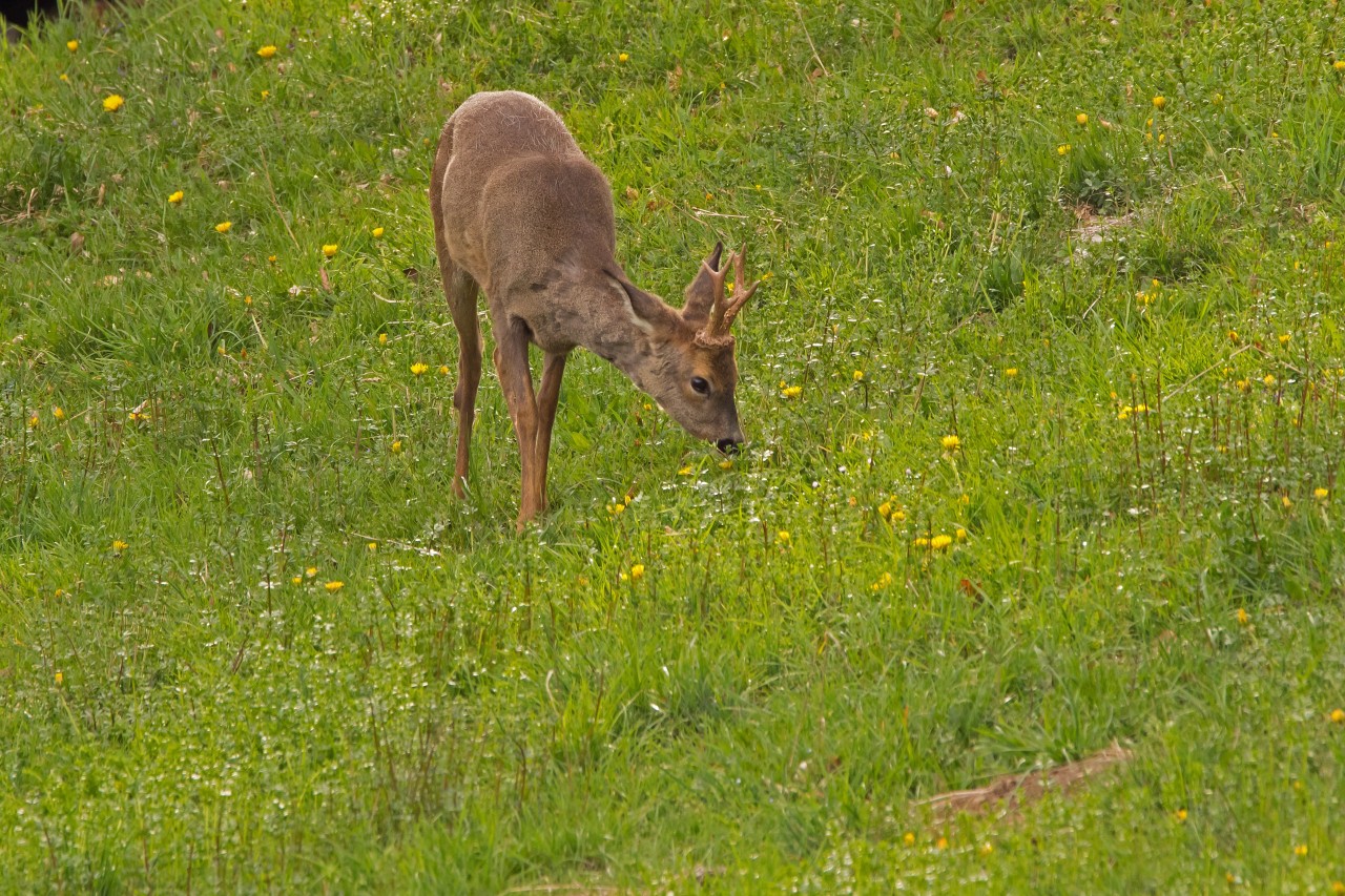 La cause de mort chez le chevreuil est à 66 % la chasse